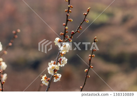 Close-up of white plum blossoms and branches against the light (33) 138310889