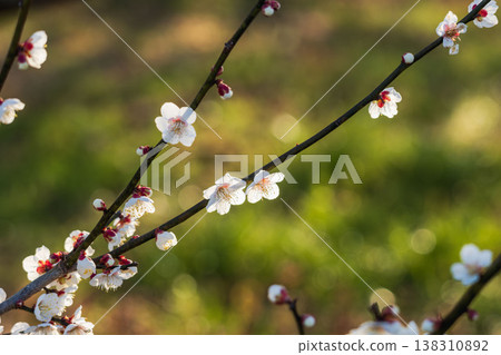 Close-up of white plum blossoms and branches against the light (34) Close-up of white plum blossoms and branches against the light (34) 138310892