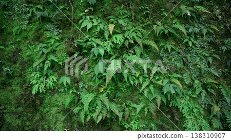 Green ferns in the rainforest of Indonesia. 138310907