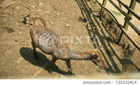 Deer in the zoo. The deer is in the zoo with wooden cage. 138310924