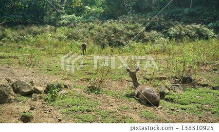 Deer life in the wild. 138310925