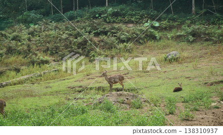 Deer standing on field in the forest background. Deer standing on field in the forest background. 138310937