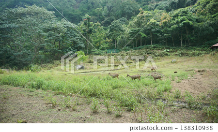A herd of wild red deer in the distance eating grass with a forest background 138310938