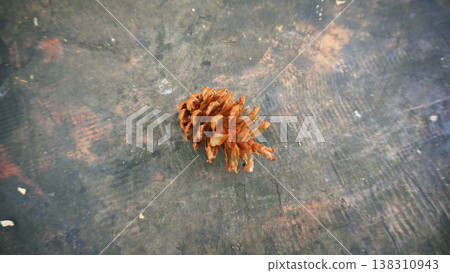 Pine cone on the wooden floor. Close up of pine cone. 138310943
