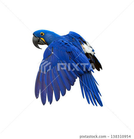 vector illustration of a blue bird vector illustration of a blue bird 138310954