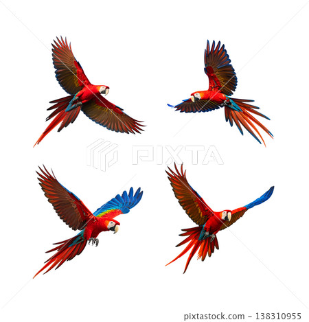 colorful birds isolated on white background colorful birds isolated on white background 138310955