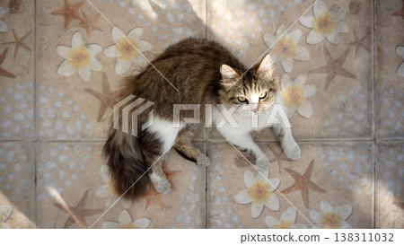 Cute cat sitting on the floor in the sun and looking at the camera. Cute cat sitting on the floor in the sun and looking at the camera. 138311032