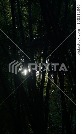 Sunlight through the trees in the dark forest. Sunlight through the trees in the dark forest. 138311046