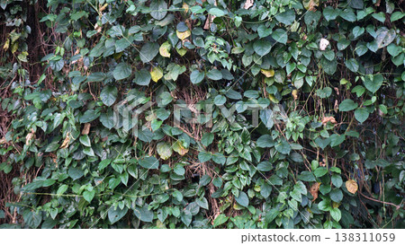 Green ivy plant on the wall in the garden, Natural background pattern. Green ivy plant on the wall in the garden, Natural background pattern. 138311059