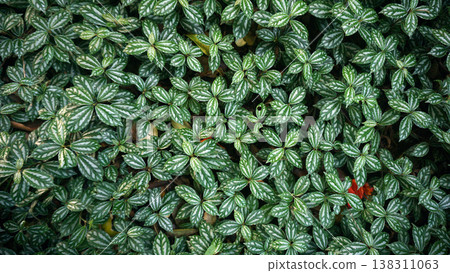 Green leaves background in the garden. Small white leaves texture pattern. 138311063