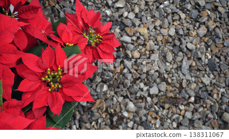 Red poinsettia flowers on gravel background. Christmas and New Year decoration. 138311067