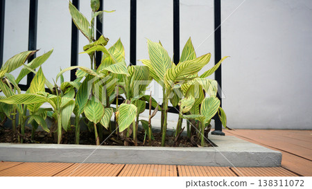 Decoration for a modern minimalist home with a natural concept. Houseplant in home garden on wood floor. 138311072