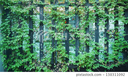Decoration of fence with ordinary ivy. Green ivy on the fence. Natural background. Decoration of fence with ordinary ivy. Green ivy on the fence. Natural background. 138311092