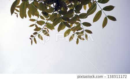 Leaves of tree with blue sky background and space for text. Leaves of tree with blue sky background and space for text. 138311172
