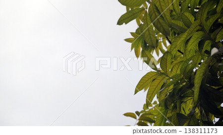 Green leaves on the tree with white sky background. Nature composition for advertising. Green leaves on the tree with white sky background. Nature composition for advertising. 138311173