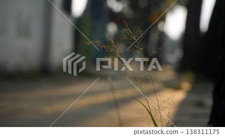 Grass flower on the road in the evening. , Roadside background with paving stone walkway. Grass flower on the road in the evening. , Roadside background with paving stone walkway. 138311175