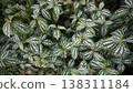 Abstract green white leaves texture, leaf foliage nature dark green background. 138311184