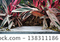Tropical plants in the botanical garden with cement floor for display product. Colorful leaves. 138311186
