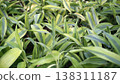 Background of green yellow leaves of lily of the valley plant. 138311187