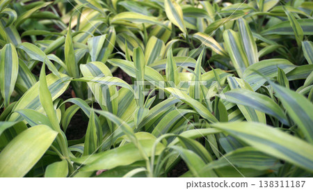 Background of green yellow leaves of lily of the valley plant. 138311187