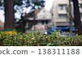 Close up of leaf and flower in the park with blur background. 138311188