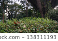 Leaves and trees in the garden in the rainy season. 138311193