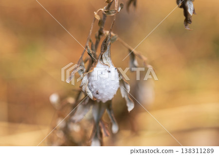 冬日森林中，枯草上附著一個白色的繭 01 138311289