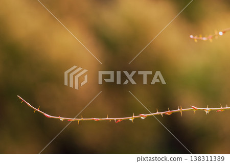 Winter forest, dewdrops glistening on the red branches of thorns 01 Winter forest, dewdrops glistening on the red branches of thorns 01 138311389