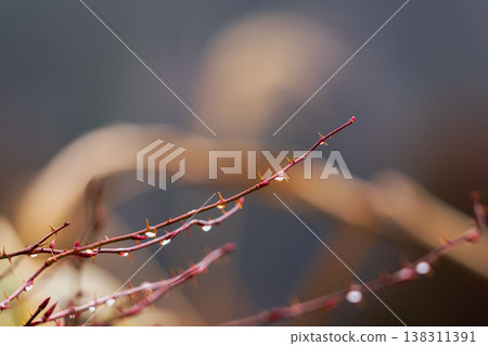 Winter forest, dewdrops glistening on the red branches of thorns 03 Winter forest, dewdrops glistening on the red branches of thorns 03 138311391