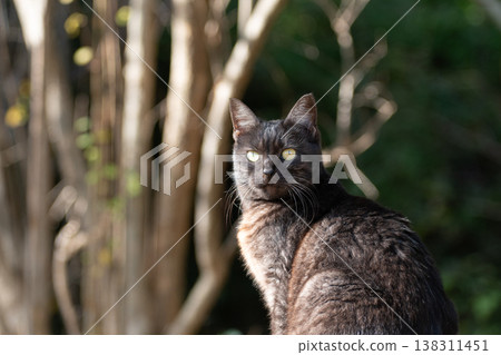A stray cat sitting and staring A stray cat sitting and staring 138311451