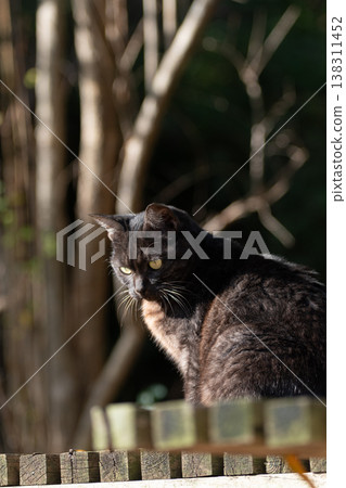 A stray cat sitting and staring A stray cat sitting and staring 138311452