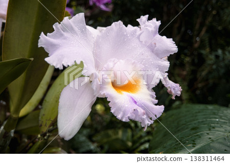 Orchid, Cattleya, Pink orchid, 兰 (lan) Orchid, Cattleya, Pink orchid, 兰 (lan) 138311464