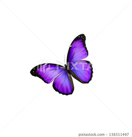 An illustration of a beautiful long-tailed butterfly on a white background. 138311497