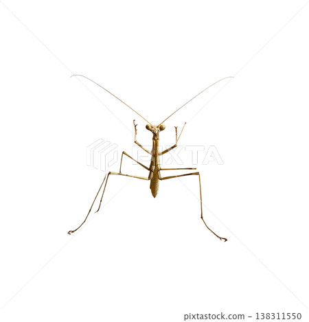 A close-up macro image of a green praying mantis, a predator, isolated from a white background. A close-up macro image of a green praying mantis, a predator, isolated from a white background. 138311550