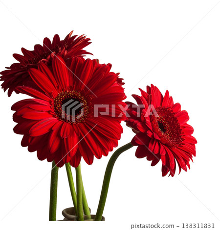 Bright red gerbera flowers with delicate petals against a white background. Bright red gerbera flowers with delicate petals against a white background. 138311831