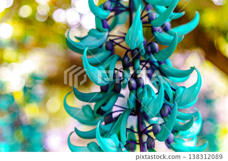 金銀花 138312089