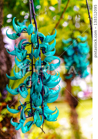 Honeysuckle 138312095