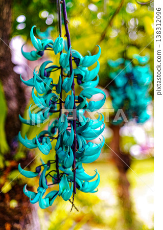 Honeysuckle Honeysuckle 138312096