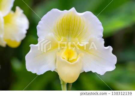 Close-up of the flower of an orchid (a member of the Orchidaceae family). 138312139