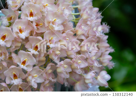 Close-up of the flower of an orchid (a member of the Orchidaceae family). 138312140