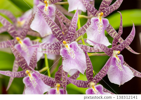 Close-up of the flower of an orchid (a member of the Orchidaceae family). Close-up of the flower of an orchid (a member of the Orchidaceae family). 138312141