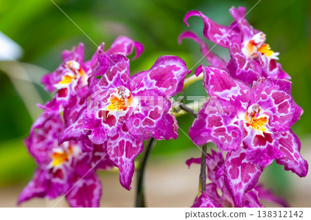 蘭花（蘭科植物）的花特寫。 138312142