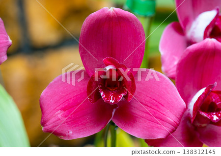 蘭花(蘭科植物)的花特寫。 蘭花(蘭科植物)的花特寫。 138312145