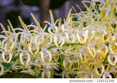 蘭花（蘭科植物）的花特寫。 138312146