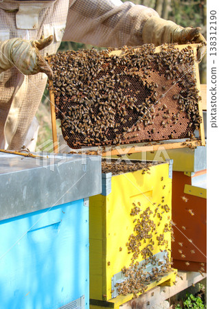 beekeeper working on a honeycomb frame 138312190
