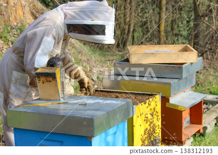bees on honeycomb in apiary 138312193