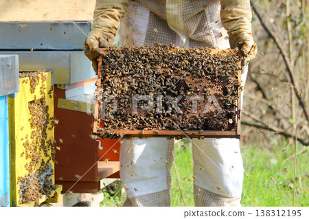 close up of bees on honeycomb in apiary 138312195