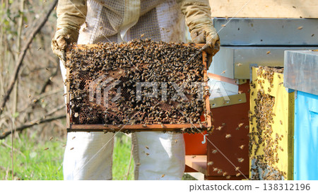the beekeeper works with bees 138312196