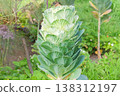 Growing green cabbage in cottage garden. Cabbage for salad are planted in village garden. Sunny day. 138312197