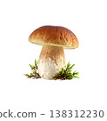 Mushrooms on a white background. 138312230